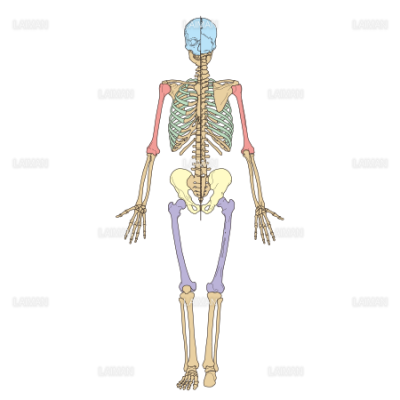 骨格全身 前後面 Sサイズ Laiman Stockweb メディカルイラスト素材のダウンロード販売