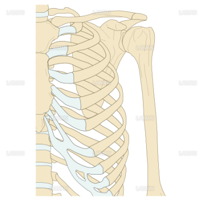 肩関節の構造 前面 Sサイズ Laiman Stockweb メディカルイラスト素材のダウンロード販売