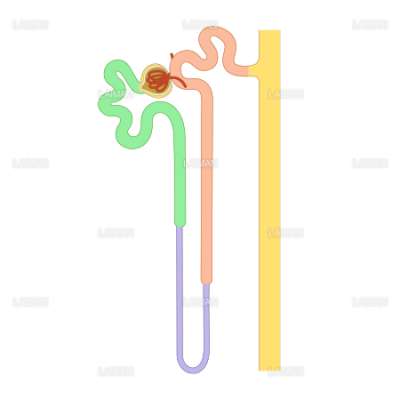 尿細管の分布図 Sサイズ Laiman Stockweb メディカルイラスト