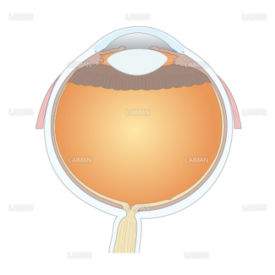 眼球の断面 3 Sサイズ Laiman Stockweb メディカルイラスト素材のダウンロード販売