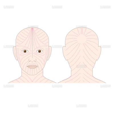 頭部の皮膚割線方向 Sサイズ Laiman Stockweb メディカルイラスト素材のダウンロード販売
