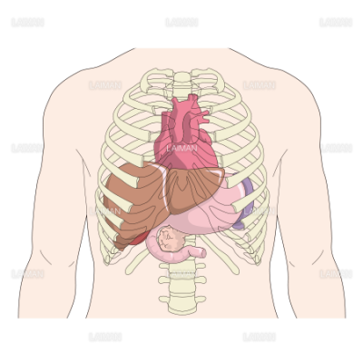 上腹部の内臓の位置 Sサイズ Laiman Stockweb メディカルイラスト素材のダウンロード販売