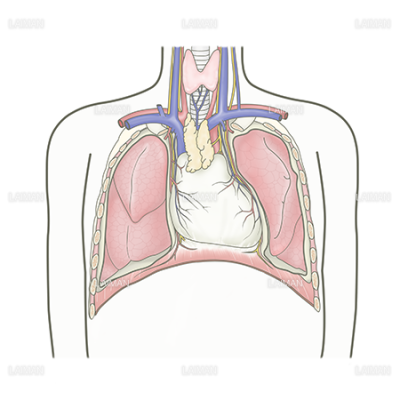 胸部の臓器 Laiman Stockweb メディカルイラスト素材のダウンロード販売