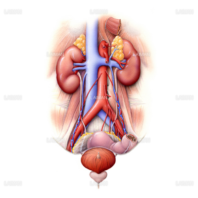 泌尿器 腎臓から膀胱 ｍサイズ Laiman Stockweb メディカルイラスト素材のダウンロード販売