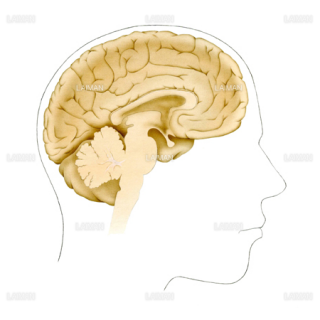 最高脳 断面図 イラスト ディズニー画像のすべて