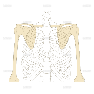 上肢帯の位置 Mサイズ Laiman Stockweb メディカルイラスト素材のダウンロード販売