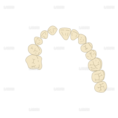 乳歯 永久歯 Mサイズ Laiman Stockweb メディカルイラスト素材のダウンロード販売