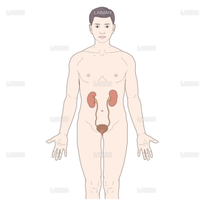 腎臓 尿道 膀胱の位置 Mサイズ Laiman Stockweb メディカルイラスト素材のダウンロード販売