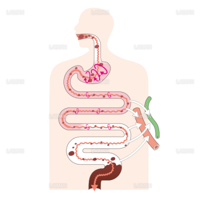 消化の仕組み Mサイズ Laiman Stockweb メディカルイラスト素材のダウンロード販売