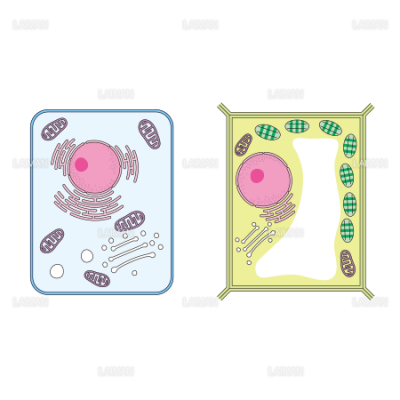 動物細胞と植物細胞の違い Mサイズ Laiman Stockweb メディカルイラスト素材のダウンロード販売