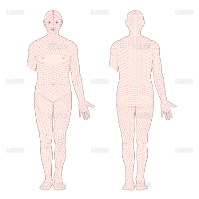 全身の皮膚割線方向 Mサイズ Laiman Stockweb メディカルイラスト素材のダウンロード販売