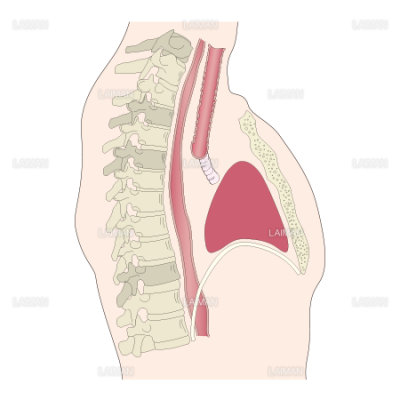 椎骨と内臓の位置 Mサイズ Laiman Stockweb メディカルイラスト素材のダウンロード販売