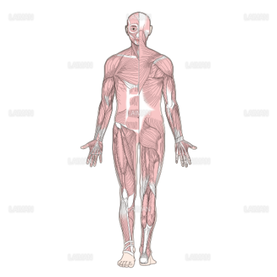 筋肉全身 前後面 Mサイズ Laiman Stockweb メディカルイラスト素材のダウンロード販売