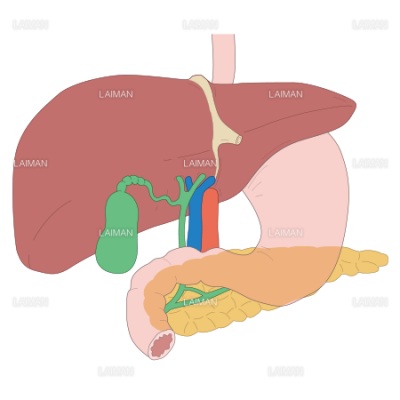 肝臓 胆嚢 膵臓の構造 ｍサイズ Laiman Stockweb メディカルイラスト素材のダウンロード販売