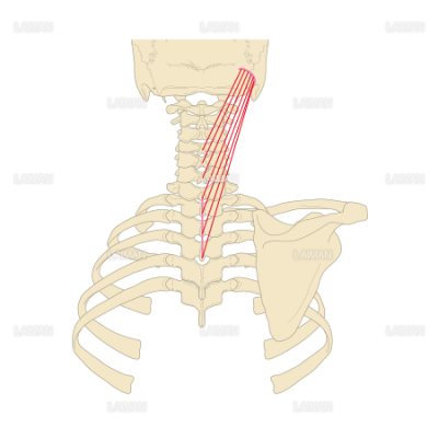 頭板状筋の起始停止 Mサイズ Laiman Stockweb メディカルイラスト素材のダウンロード販売
