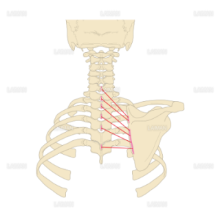 小 大菱形筋の起始停止 Mサイズ Laiman Stockweb メディカルイラスト素材のダウンロード販売