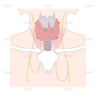 甲状腺 ｓサイズ Laiman Stockweb メディカルイラスト素材のダウンロード販売