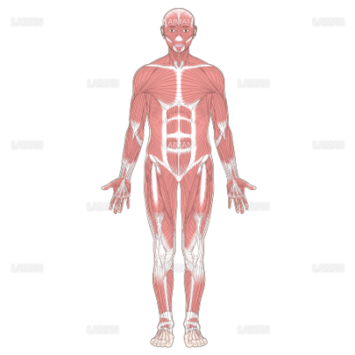 全身の主な筋肉 前面 ｍサイズ Laiman Stockweb メディカルイラスト素材のダウンロード販売