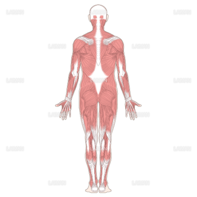 全身の主な筋肉 後面 ｍサイズ Laiman Stockweb メディカルイラスト素材のダウンロード販売