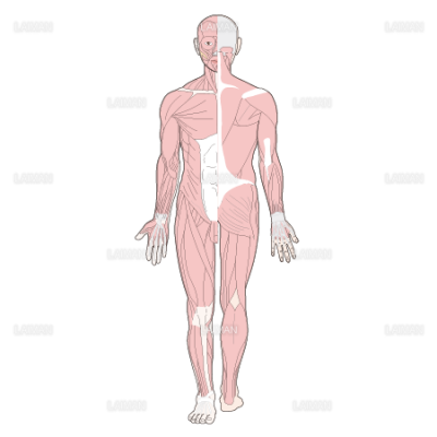 全身の筋肉 前後 ｍサイズ Laiman Stockweb メディカルイラスト素材のダウンロード販売