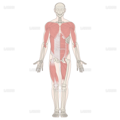 全身の主な筋 前面 ｍサイズ Laiman Stockweb メディカルイラスト素材のダウンロード販売