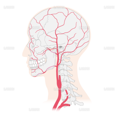 頭部の動脈 おもに外頚動脈 ｍサイズ Laiman Stockweb メディカルイラスト素材のダウンロード販売