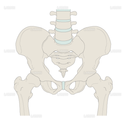 腰の骨 股関節 ｓサイズ Laiman Stockweb メディカルイラスト素材のダウンロード販売