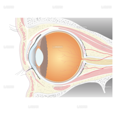 眼球の断面図 ｓサイズ Laiman Stockweb メディカルイラスト素材のダウンロード販売