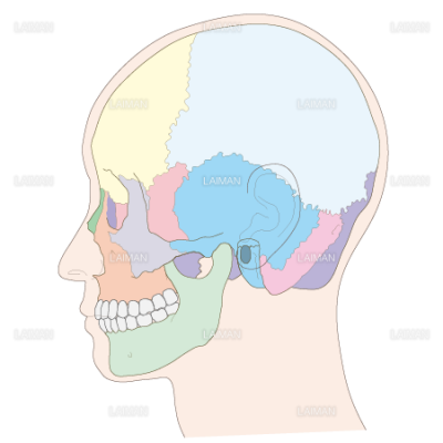 頭蓋骨側面 ｓサイズ Laiman Stockweb メディカルイラスト素材のダウンロード販売