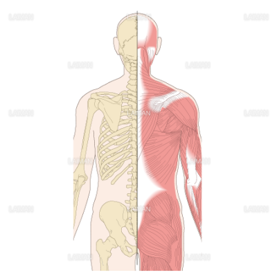 肩甲骨の位置と周囲の筋 ｓサイズ Laiman Stockweb メディカルイラスト素材のダウンロード販売