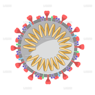 新型コロナウイルス（SARS-CoV-2)の構造_断面（Ｍサイズ）