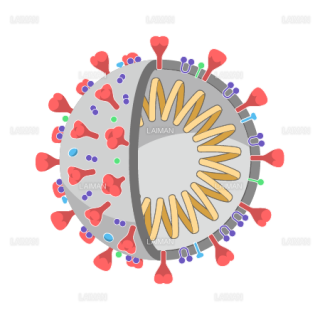 新型コロナウイルス（SARS-CoV-2)の構造_部分断面（Ｍサイズ）