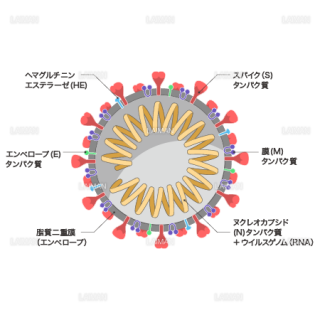 新型コロナウイルス（SARS-CoV-2)の構造_断面・文字あり（Ｍサイズ）
