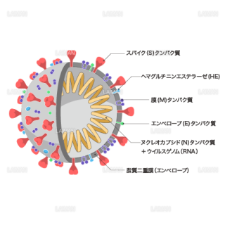 新型コロナウイルス（SARS-CoV-2)の構造_部分断面・文字あり（Ｍサイズ）