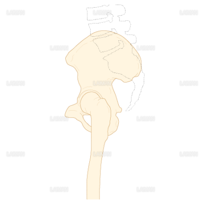 骨盤と股関節 側面 ｍサイズ Laiman Stockweb メディカルイラスト素材のダウンロード販売