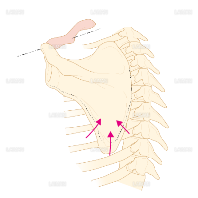 肩鎖関節における肩甲骨の運動 ｍサイズ Laiman Stockweb メディカルイラスト素材のダウンロード販売