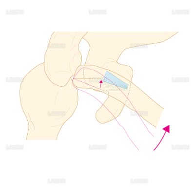 肩鎖関節における鎖骨の運動 ｍサイズ Laiman Stockweb メディカルイラスト素材のダウンロード販売