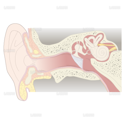 耳の構造 ｓサイズ Laiman Stockweb メディカルイラスト素材のダウンロード販売