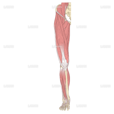 下肢の筋肉 前面 浅層 ｓサイズ Laiman Stockweb メディカルイラスト素材のダウンロード販売