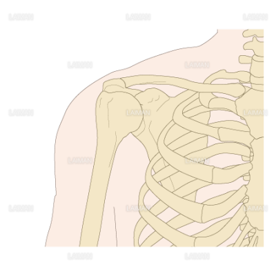 肩甲骨の位置 ｓサイズ Laiman Stockweb メディカルイラスト素材のダウンロード販売