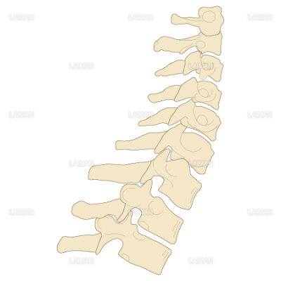 神経根障害高位診断 脊髄 ｓサイズ Laiman Stockweb メディカルイラスト素材のダウンロード販売
