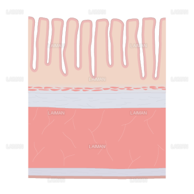 大腸壁の構造 ｓサイズ Laiman Stockweb メディカルイラスト素材のダウンロード販売
