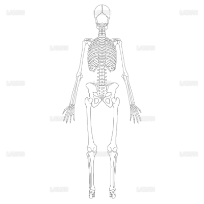全身骨格 後面 Sサイズ Laiman Stockweb メディカルイラスト素材のダウンロード販売