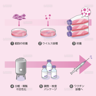 ワクチンの製造 細胞培養法 ｍサイズ Laiman Stockweb メディカルイラスト素材のダウンロード販売