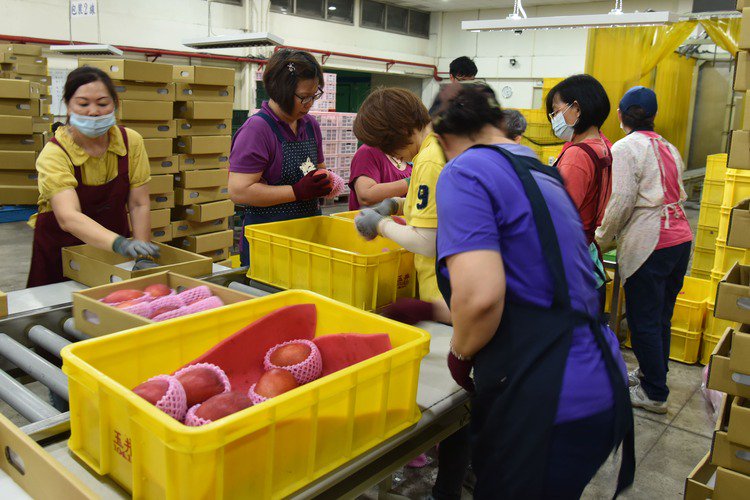 台湾アップルマンゴーパッキング工場の様子