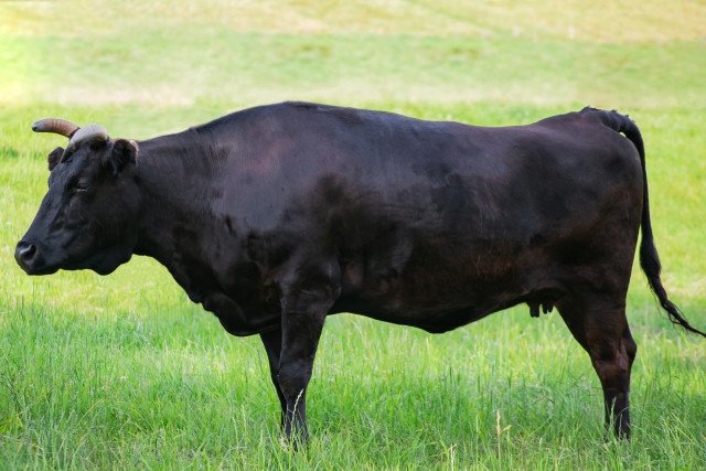 和牛をお求めの方はこちら - 【公式通販】長崎和牛、国産黒毛和牛の