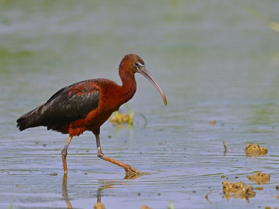 野鳥 ブロンズトキ 沖縄県石垣島に渡来 銀座双眼堂 株式会社 アドウエーブ