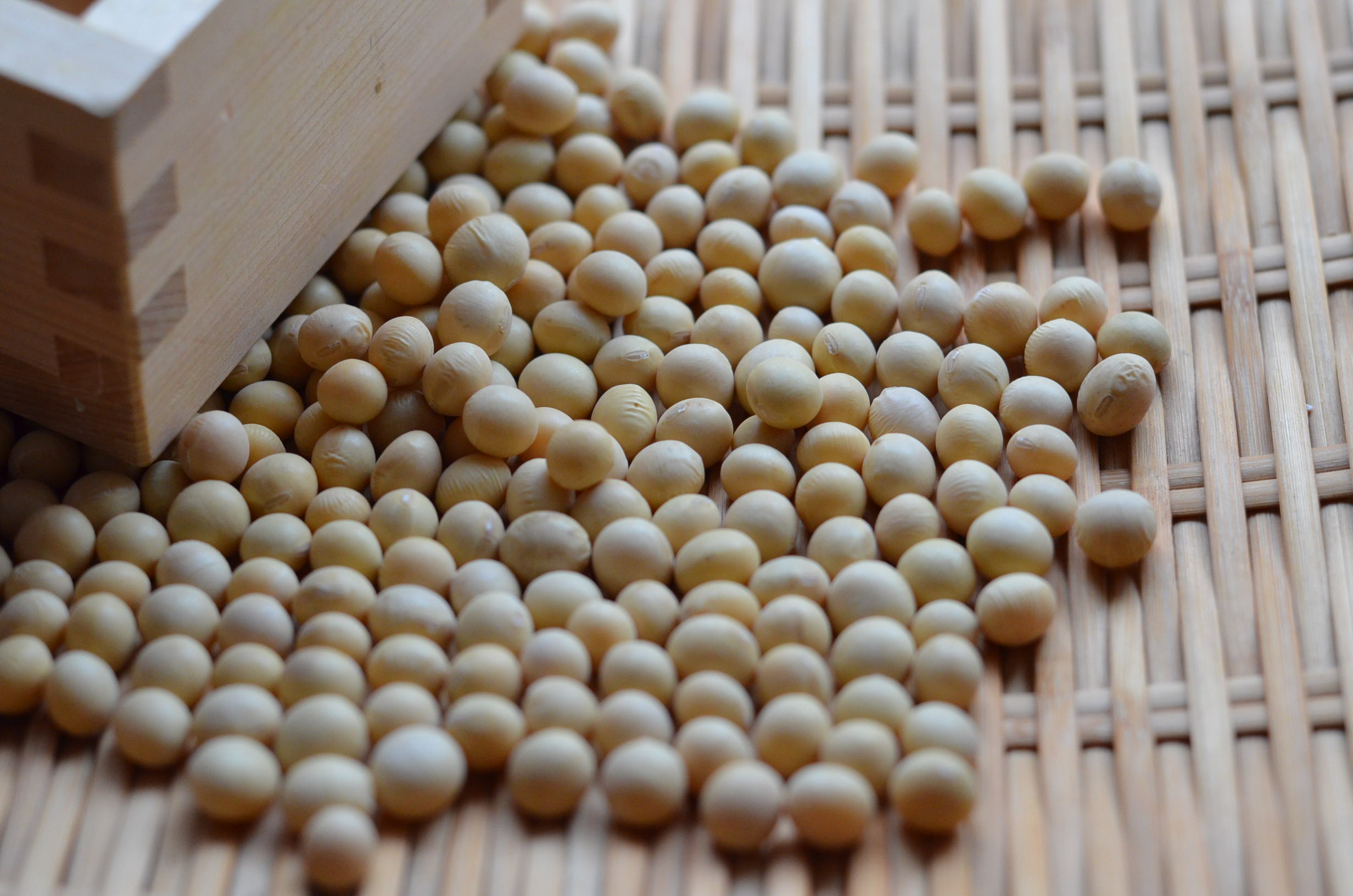 北海道産無農薬・無化学肥料大豆とよまさり(JAS認証）の販売なら　築地の豆屋三栄商会
