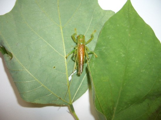 コロギス成虫 1匹 鳴く虫研究社