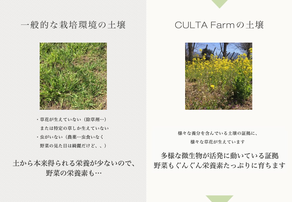 一般的な栽培環境の土壌土から本来得られる栄養が少ないので、
野菜の栄養素も…CULTA Farmの土壌多様な微生物が活発に動いている証拠
野菜もぐんぐん栄養素たっぷりに育ちます